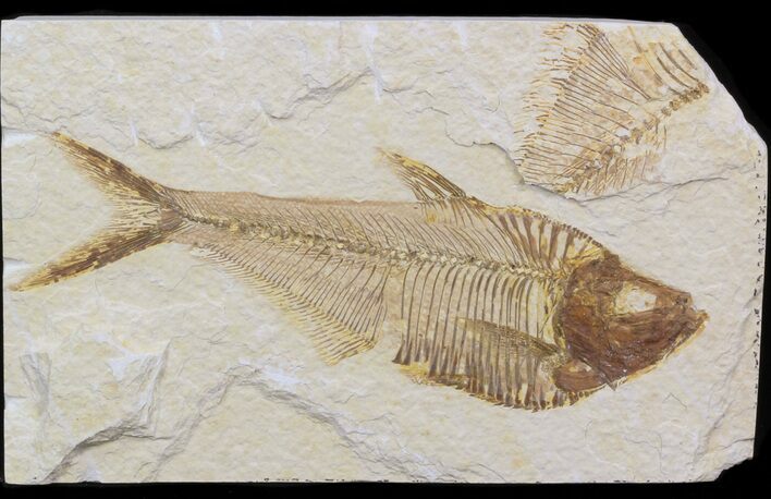 Bargain Diplomystus Fossil Fish - Wyoming #41134